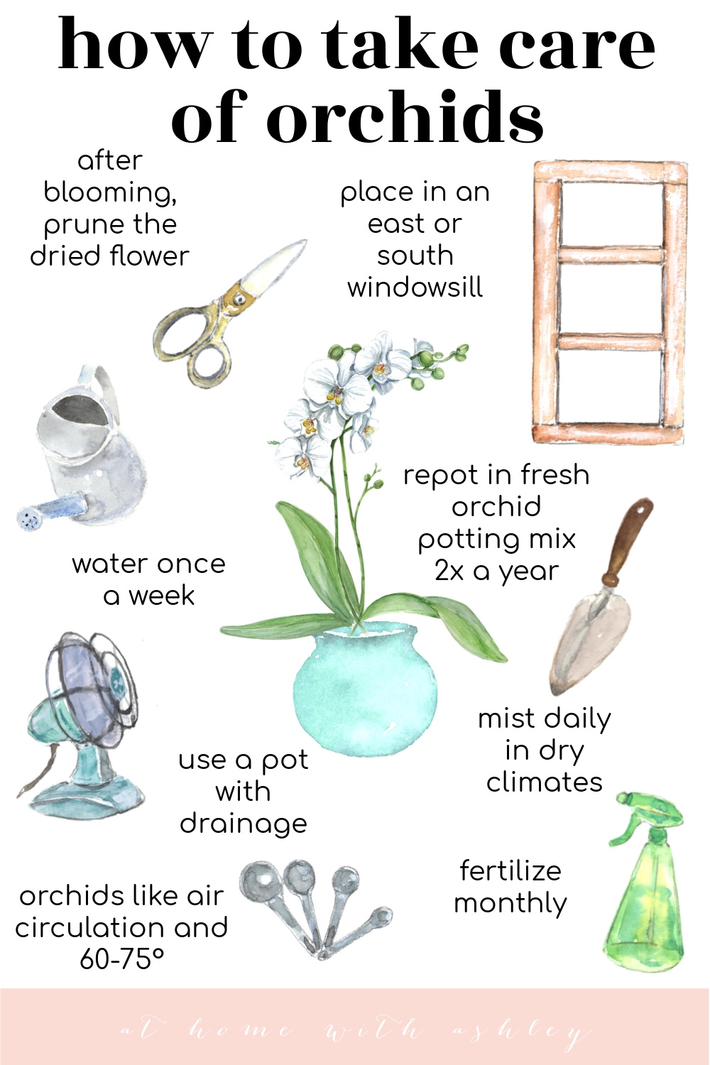 how to take care of orchids - at home with Ashley